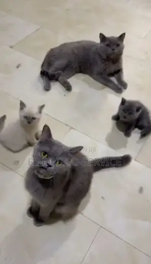 1-3 months Female Purebred British Shorthair
