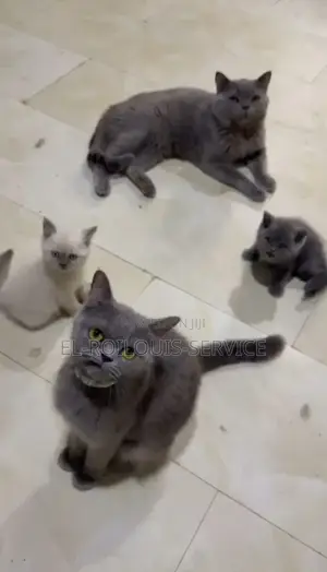 1-3 months Female Purebred British Shorthair