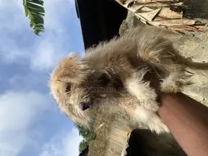 3-6 months Male Mixed Breed Lhasa Apso