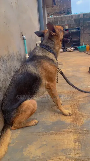 1+ year Female Purebred German Shepherd