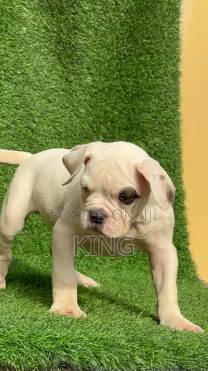 1-3 months Female Purebred American Bulldog
