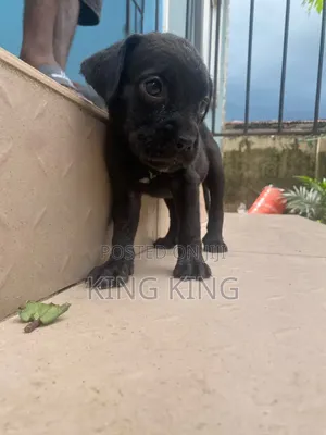 1-3 months Male Purebred Cane Corso