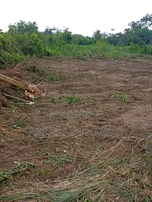 Owo Cocoa Obafemi Owode Ogun State