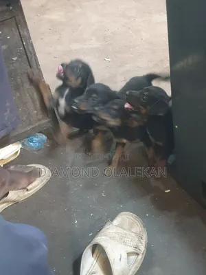 1-3 months Male Mixed Breed Rottweiler