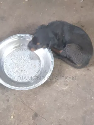 1-3 months Male Mixed Breed Rottweiler