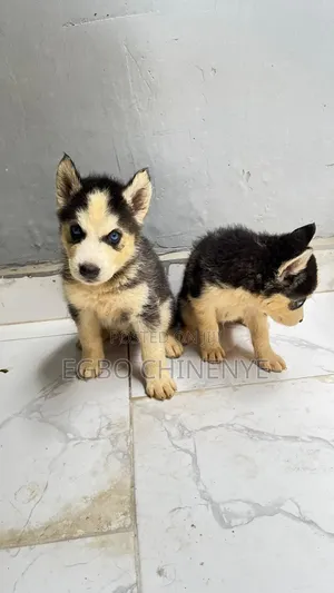 0-1 month Male Purebred Siberian Husky