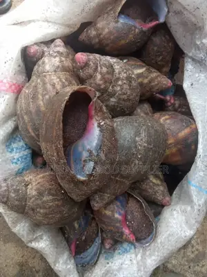 Dried and Fresh Snails