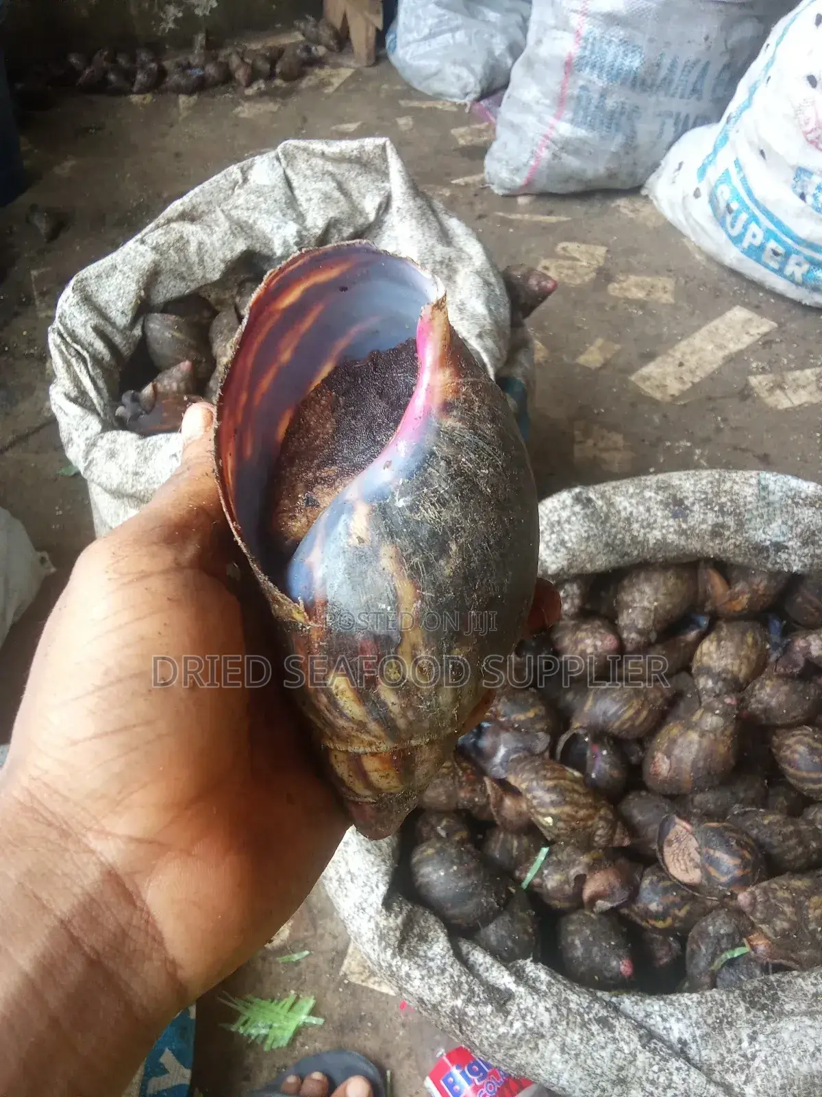 Dried and Fresh Snails