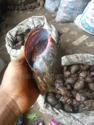 Dried and Fresh Snails