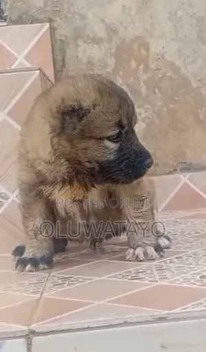 1-3 months Female Purebred Caucasian Shepherd