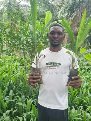 Tenera Oilpalm Seedlings