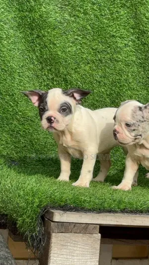 1-3 months Female Purebred French Bulldog