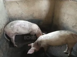 Pregnant Pigs for Sale