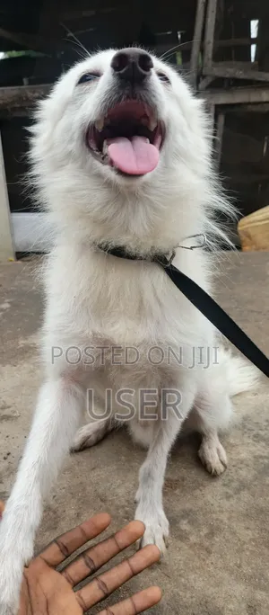 6-12 months Male Purebred American Eskimo
