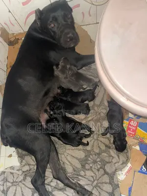 1-3 months Female Purebred Cane Corso