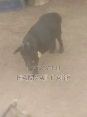 Pregnant Goat