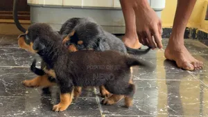1-3 months Female Purebred Rottweiler