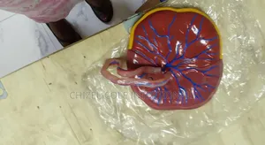 Placenta Model