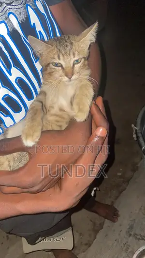 1-3 months Female Mixed Breed American Shorthair
