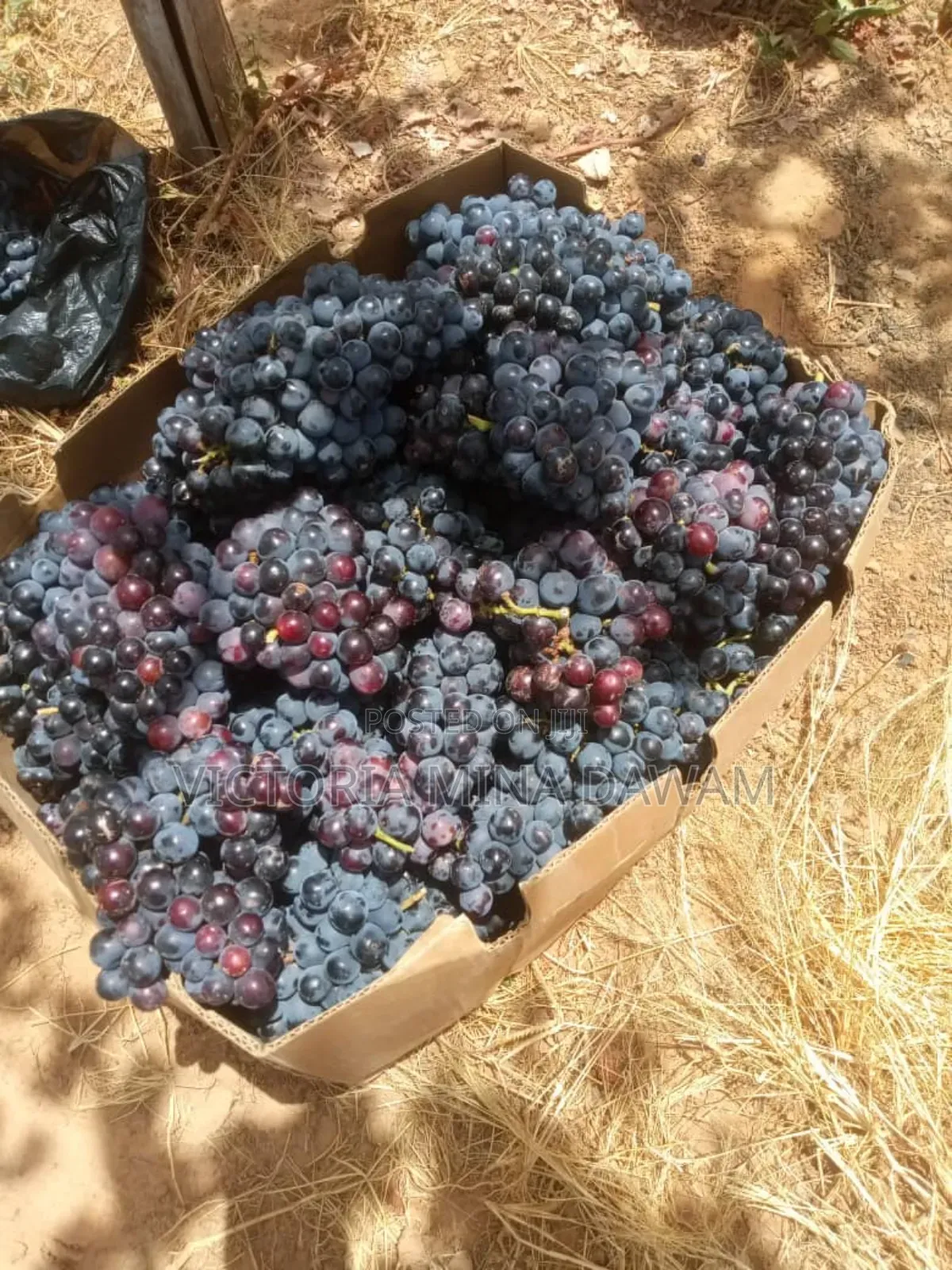 Grapes Fruit