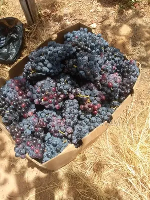 Grapes Fruit