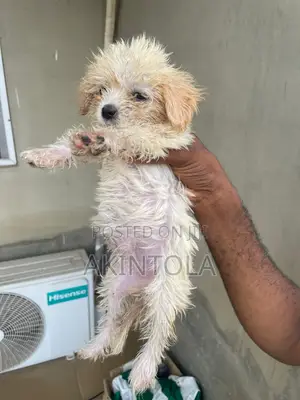 0-1 month Female Purebred Lhasa Apso
