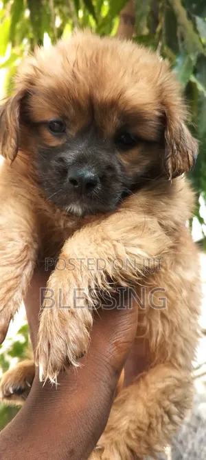1-3 months Male Purebred Tibetan Spaniel