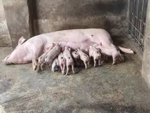 Tn 90 Weaners for Sell