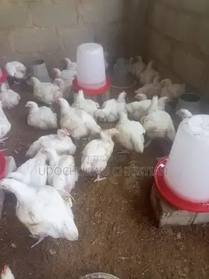 Broiler Birds