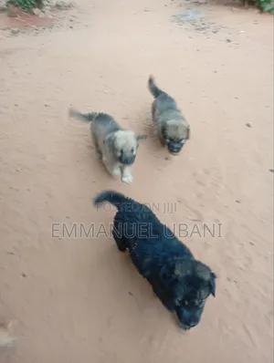 1-3 months Male Mixed Breed Caucasian Shepherd