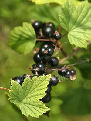 Black Currants Plants/Seedlings for Sale