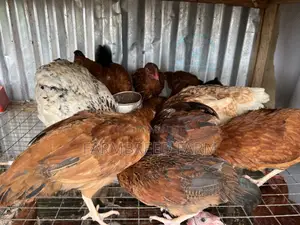 Chicken Available for Sale
