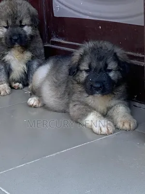 1-3 months Female Purebred Caucasian Shepherd