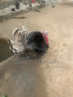Huge Turkeys for Sale Very Big Fresh - Cheap Price