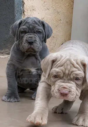 1-3 months Female Purebred Neapolitan Mastiff