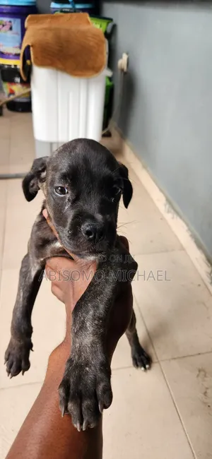0-1 month Female Purebred Boerboel