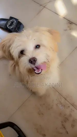 6-12 months Female Purebred Lhasa Apso