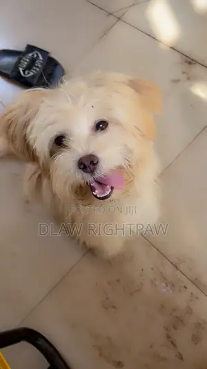 6-12 months Female Purebred Lhasa Apso