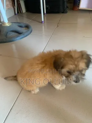 1-3 months Female Purebred Lhasa Apso