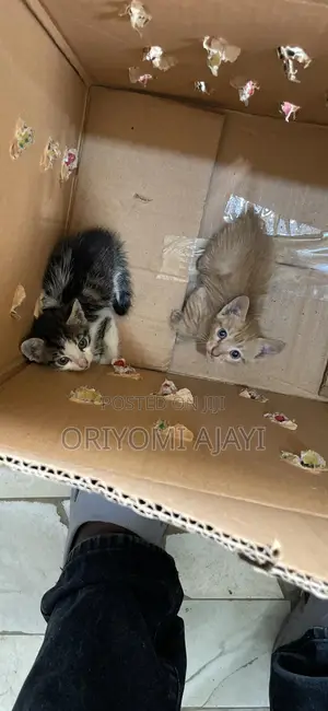 0-1 month Female Purebred American Shorthair