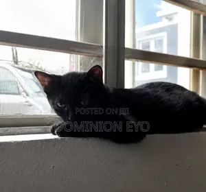 3-6 months Female Purebred American Shorthair