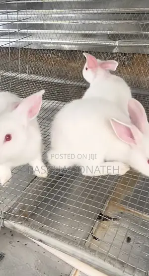 Foreign Breed Rabbits|Weaners Available