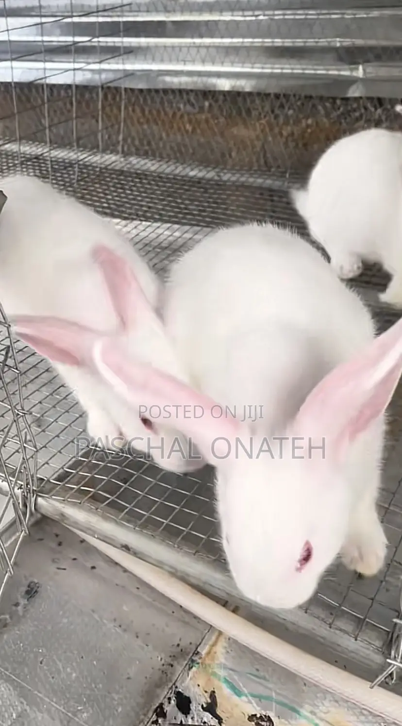 Foreign Breed Rabbits|Weaners Available