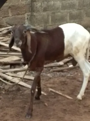 Ram and Cow