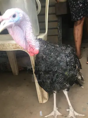 Giant Organic Male Turkey (Tom) – Healthy Heavily Built