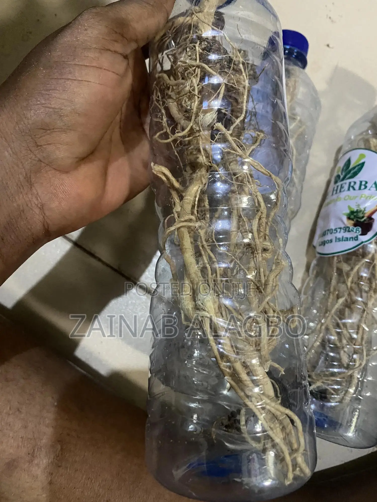 Ginseng Root