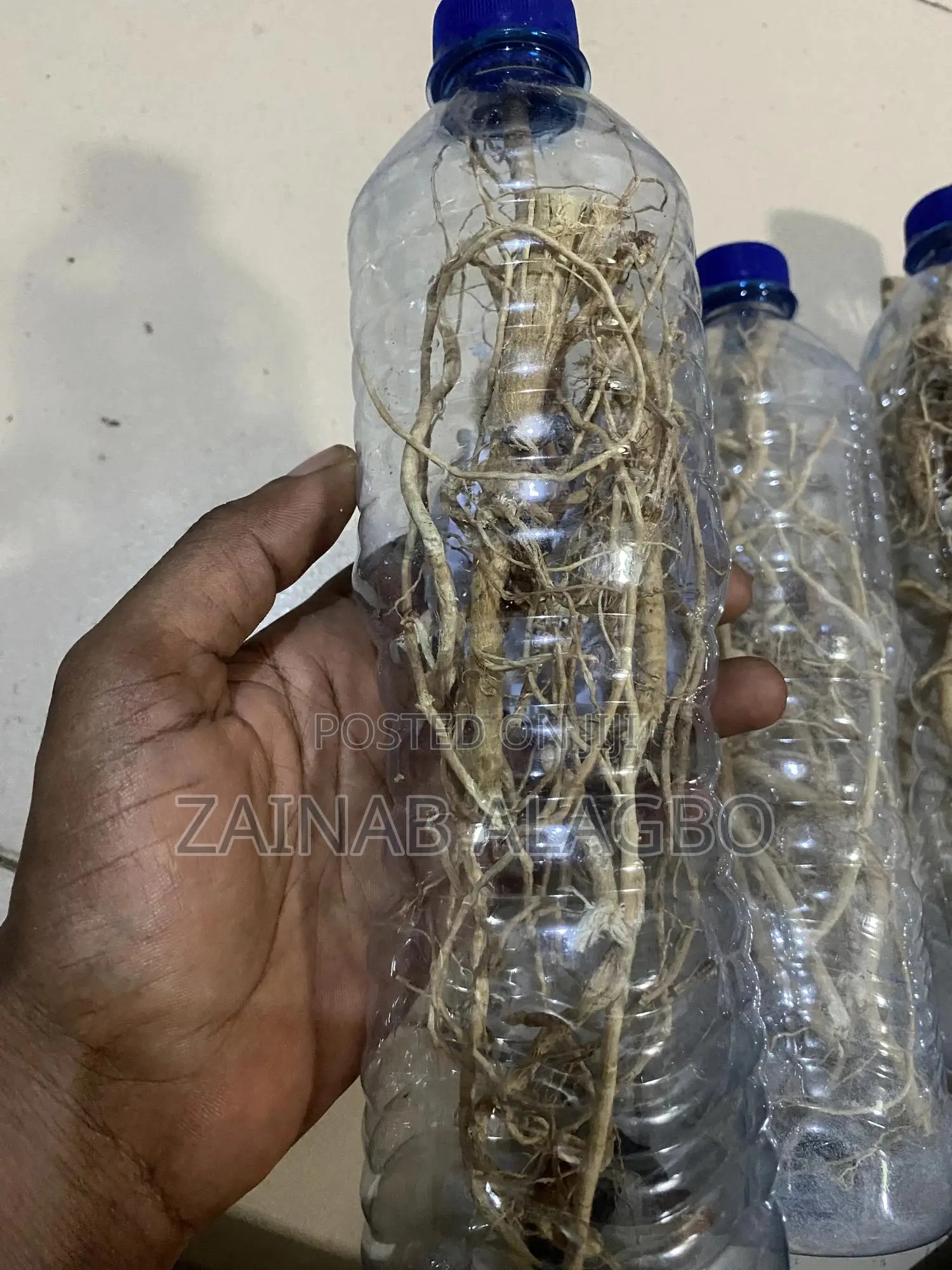 Ginseng Root