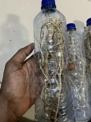 Ginseng Root