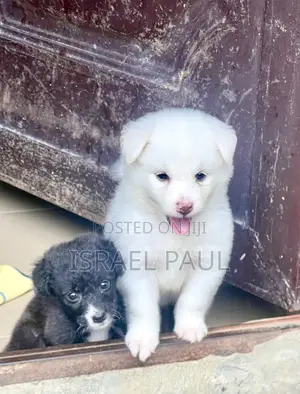 0-1 month Female Purebred American Eskimo