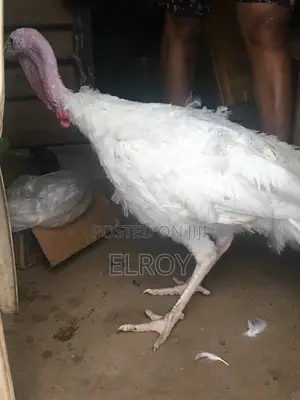 Organic Adult Female Turkey for Sale – Heavily Built